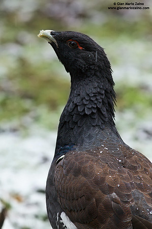 Tetrao urogallus / Gallo cedrone / Western capercaillie / Grand tétras