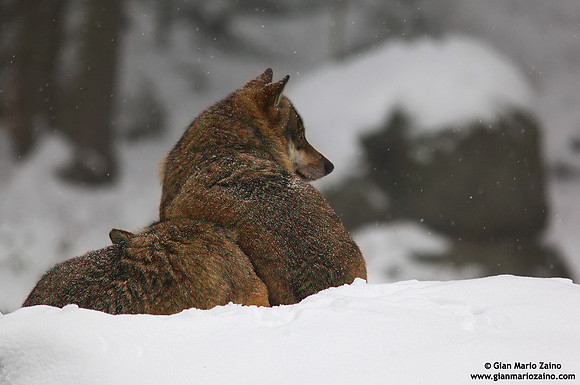 Canis lupus / Lupo / Common wolf / Loup commun