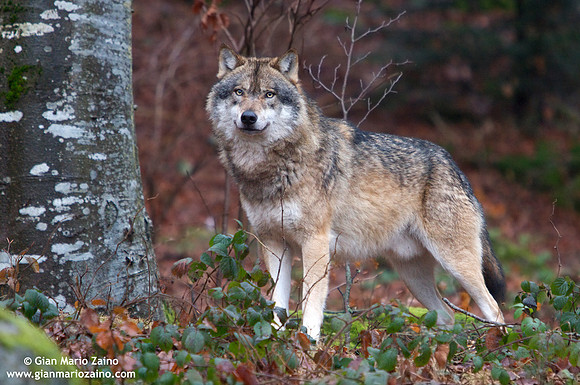 Canis lupus / Lupo / Common wolf / Loup commun