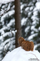 Lynx Lynx / Lince europea / Eurasian lynx / Lynx boréal