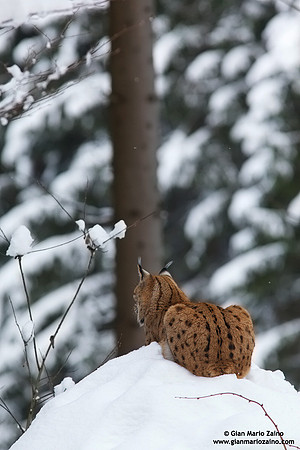Lynx Lynx / Lince europea / Eurasian lynx / Lynx boréal