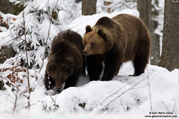 Ursus arctos / Orso bruno / Brown bear / Ours brun