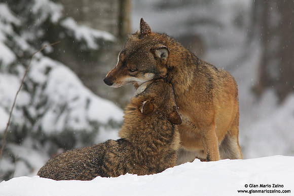 Canis lupus / Lupo / Common wolf / Loup commun