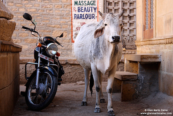 Jaisalmer (2008)