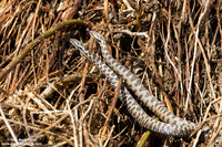 Vipera aspis / Vipera aspide / Asp viper / Vipère aspic