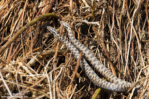 Vipera aspis / Vipera aspide / Asp viper / Vipère aspic