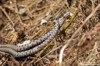 Vipera aspis / Vipera aspide / Asp viper / Vipère aspic