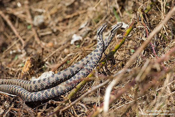 Vipera aspis / Vipera aspide / Asp viper / Vipère aspic