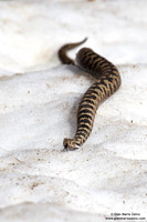 Vipera aspis / Vipera aspide / Asp viper / Vipère aspic