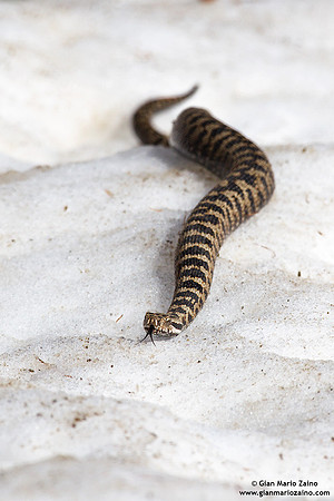 Vipera aspis / Vipera aspide / Asp viper / Vipère aspic