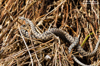 Vipera aspis / Vipera aspide / Asp viper / Vipère aspic
