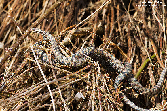 Vipera aspis / Vipera aspide / Asp viper / Vipère aspic