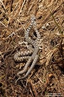 Vipera aspis / Vipera aspide / Asp viper / Vipère aspic