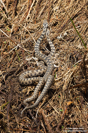 Vipera aspis / Vipera aspide / Asp viper / Vipère aspic