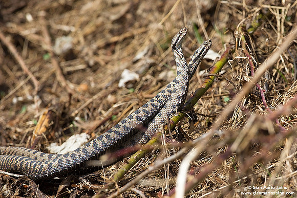 Vipera aspis / Vipera aspide / Asp viper / Vipère aspic