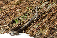 Vipera aspis / Vipera aspide / Asp viper / Vipère aspic