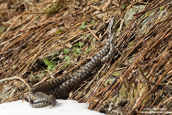 Vipera aspis / Vipera aspide / Asp viper / Vipère aspic