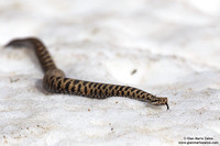 Vipera aspis / Vipera aspide / Asp viper / Vipère aspic