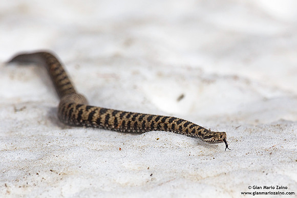 Vipera aspis / Vipera aspide / Asp viper / Vipère aspic
