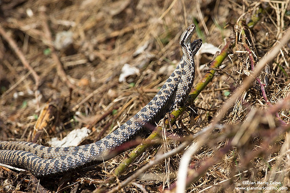 Vipera aspis / Vipera aspide / Asp viper / Vipère aspic