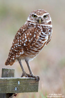Athene cunicularia / Civetta delle tane / Burrowing owl / Chevêche des terriers