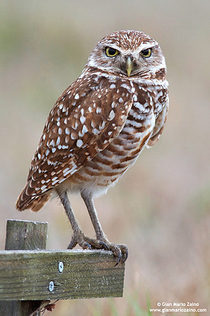 Athene cunicularia / Civetta delle tane / Burrowing owl / Chevêche des terriers