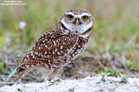 (Athene cunicularia / Civetta delle tane / Burrowing owl / Chevêche des terriers)