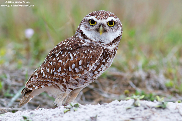 (Athene cunicularia / Civetta delle tane / Burrowing owl / Chevêche des terriers)