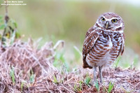 Athene cunicularia / Civetta delle tane / Burrowing owl / Chevêche des terriers