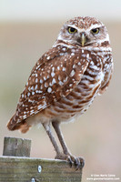 Athene cunicularia / Civetta delle tane / Burrowing owl / Chevêche des terriers