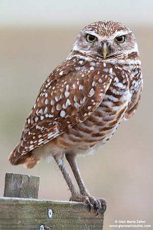 Athene cunicularia / Civetta delle tane / Burrowing owl / Chevêche des terriers