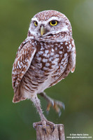 Athene cunicularia / Civetta delle tane / Burrowing owl / Chevêche des terriers