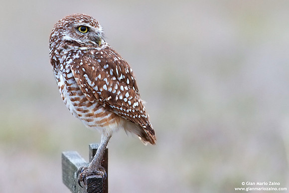 Athene cunicularia / Civetta delle tane / Burrowing owl / Chevêche des terriers