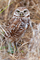 Athene cunicularia / Civetta delle tane / Burrowing owl / Chevêche des terriers