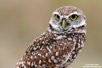 Athene cunicularia / Civetta delle tane / Burrowing owl / Chevêche des terriers