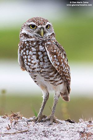 Athene cunicularia / Civetta delle tane / Burrowing owl / Chevêche des terriers