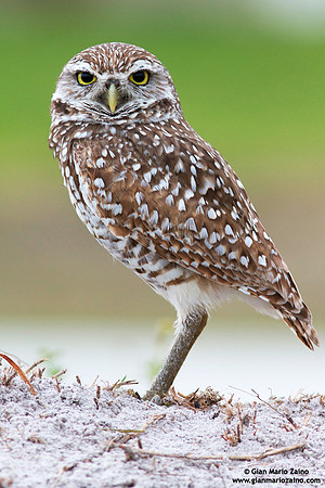 Athene cunicularia / Civetta delle tane / Burrowing owl / Chevêche des terriers