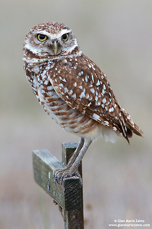 Athene cunicularia / Civetta delle tane / Burrowing owl / Chevêche des terriers