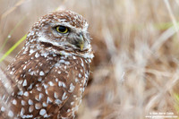 Athene cunicularia / Civetta delle tane / Burrowing owl / Chevêche des terriers