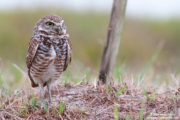 Athene cunicularia / Civetta delle tane / Burrowing owl / Chevêche des terriers