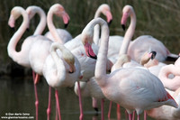 Phoenicopterus roseus / Fenicottero rosa / Greater Flamingo / Flamant rose