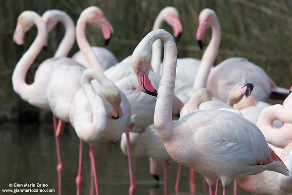 Phoenicopterus roseus / Fenicottero rosa / Greater Flamingo / Flamant rose