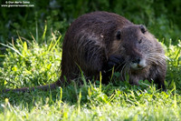 Myocastor coypus / Nutria / Coypu/ Ragondin