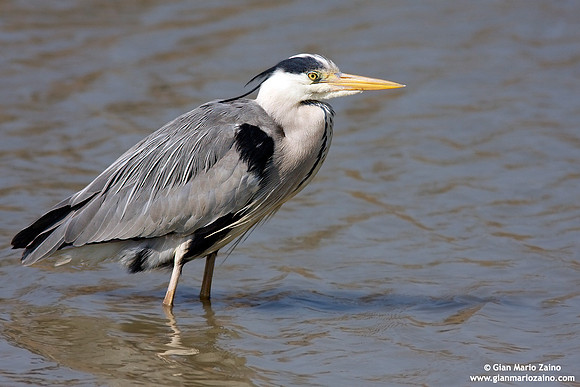 Ardea cinerea / Airone cenerino / Grey heron / Héron cendré