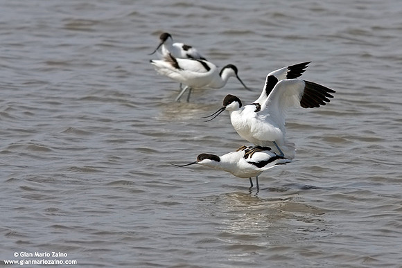 Recurvirostra avosetta / Avocetta / Pied Avocet / Avocette élégante