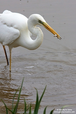 Casmerodius albus / Airone bianco maggiore / Great Egret / Grande Aigrette