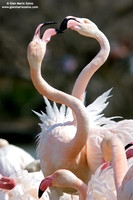 Phoenicopterus roseus / Fenicottero rosa / Greater Flamingo / Flamant rose