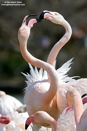 Phoenicopterus roseus / Fenicottero rosa / Greater Flamingo / Flamant rose
