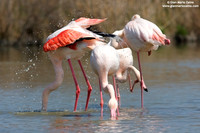 Phoenicopterus roseus / Fenicottero rosa / Greater Flamingo / Flamant rose