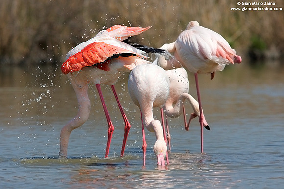 Phoenicopterus roseus / Fenicottero rosa / Greater Flamingo / Flamant rose